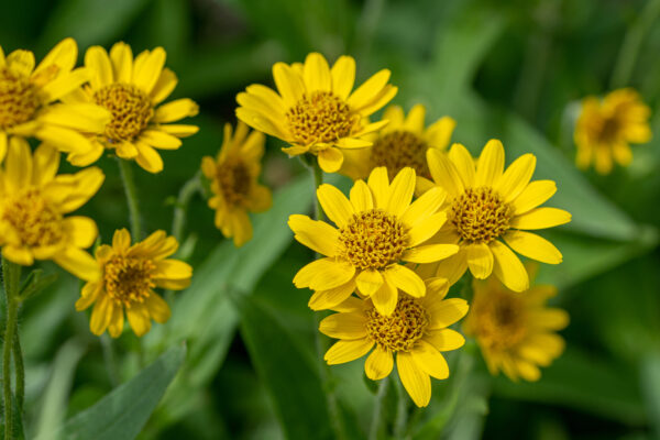 A perennial yellow flower, Arnica Montana has been used by homeopaths since the 1500s. After medical procedures, arnica has been prescribed.