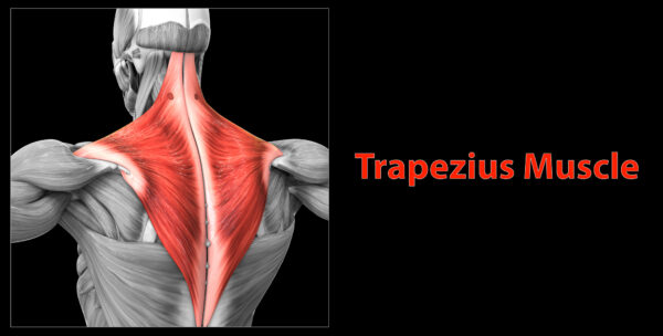 The trapezius is a large, superficial muscle that runs from the base of the head to the lower thoracic vertebrae and then laterally to the shoulder blade.