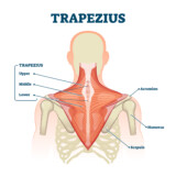 Dermatologists Have Found That “Traptox” Can Alleviate Neck and Shoulder Pain