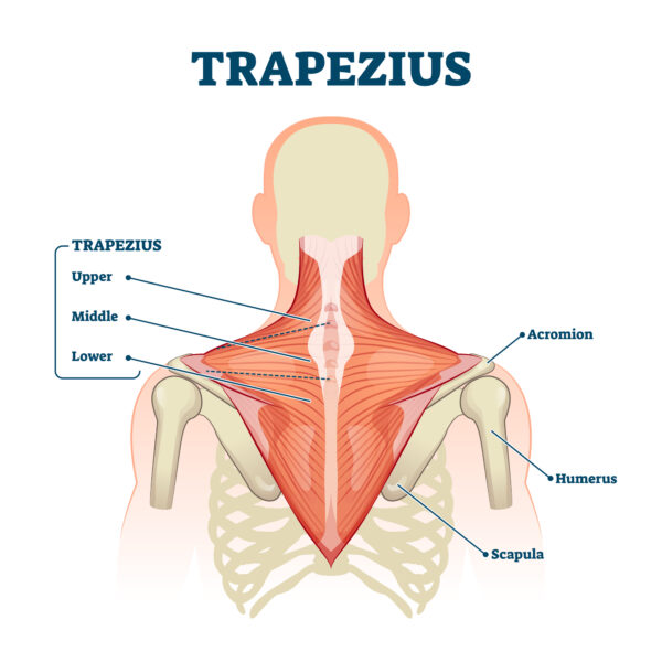 Botox has long been used to relax stressed muscles such as the trapezius.