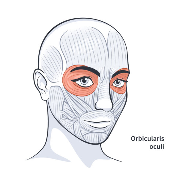 A minimally successful eyebrow lift targets the orbicularis oculi, which restricts and draws down the eyebrow.