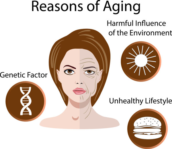 Sunlight exposure, a decrease in collagen production, genetics, lifestyle choices, and environmental factors all play a role in skin aging.